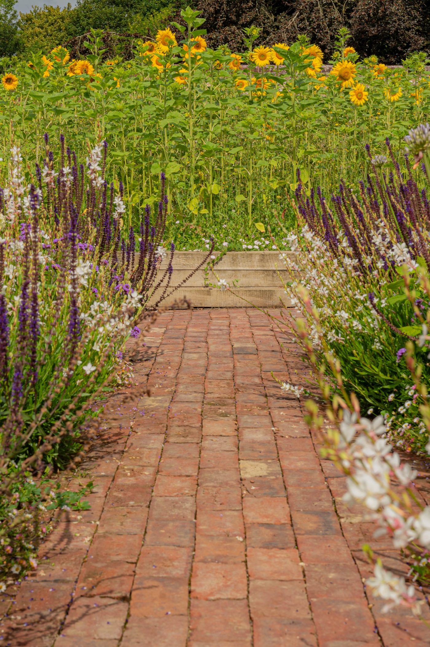 Tenterden garden design