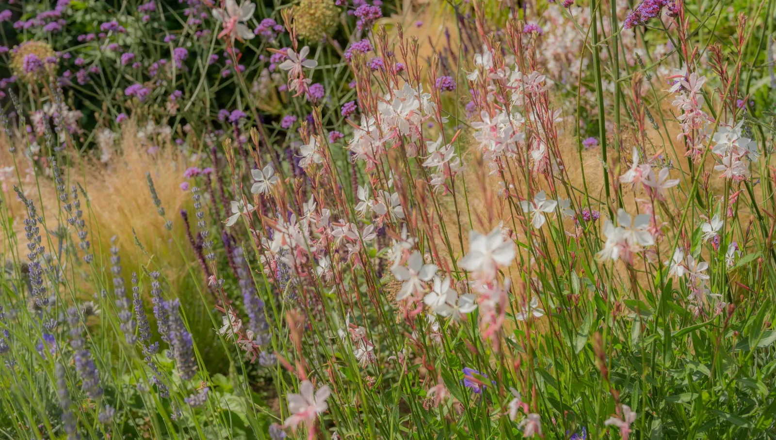 Ivy & Whyte Garden Design - Ashford Garden Design Page Image